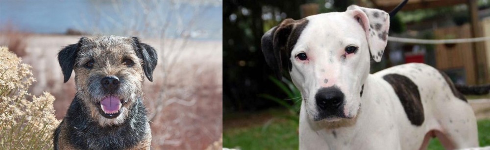 Bull Arab vs Border Terrier - Breed Comparison