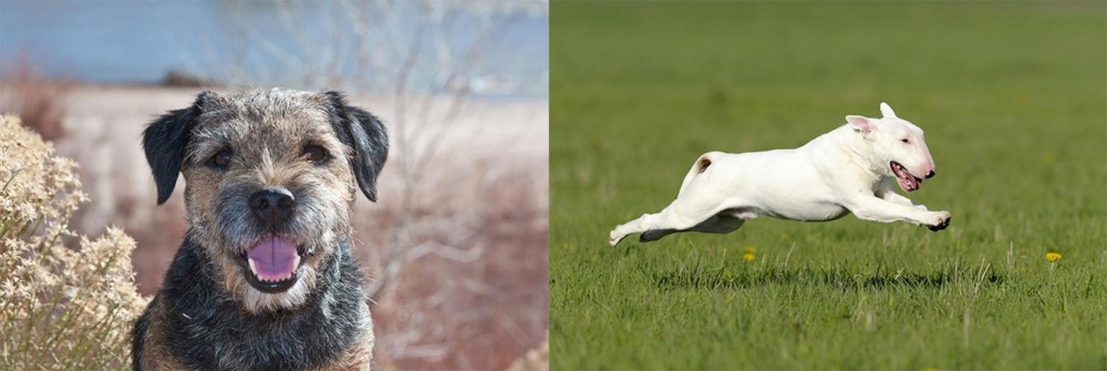 Bull Terrier vs Border Terrier - Breed Comparison