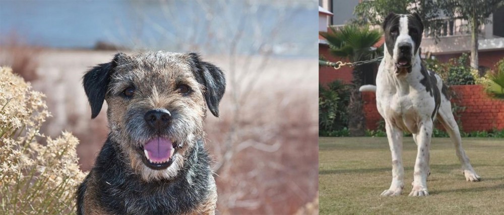 Bully Kutta vs Border Terrier - Breed Comparison