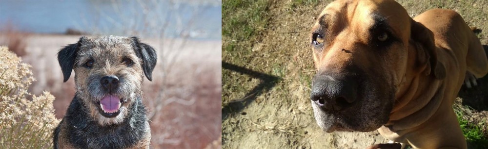 Cabecudo Boiadeiro vs Border Terrier - Breed Comparison