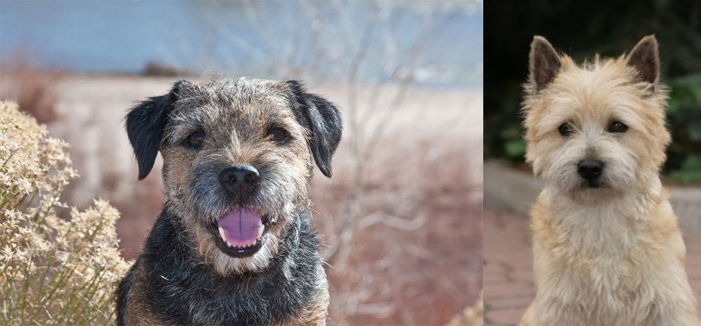 Cairn Terrier vs Border Terrier - Breed Comparison