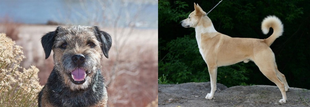 Canaan Dog vs Border Terrier - Breed Comparison