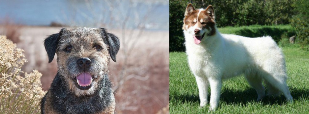 Canadian Eskimo Dog vs Border Terrier - Breed Comparison