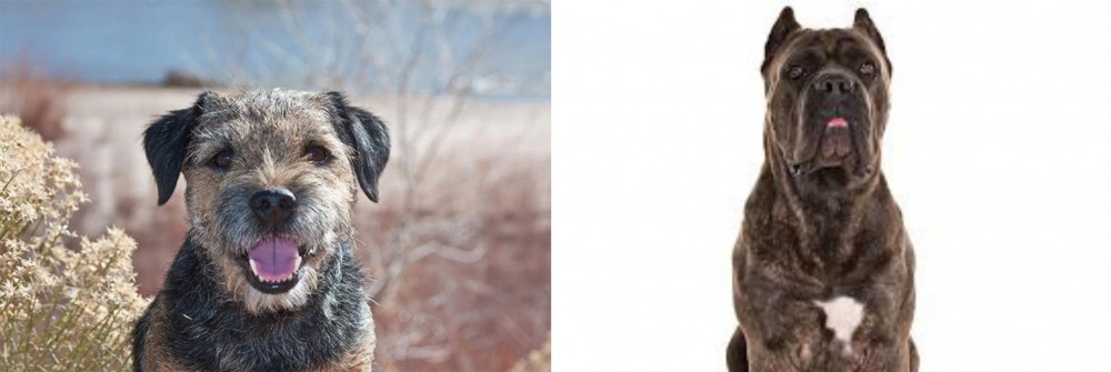Cane Corso vs Border Terrier - Breed Comparison