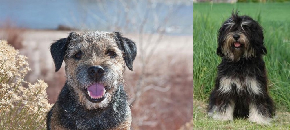 Cao da Serra de Aires vs Border Terrier - Breed Comparison