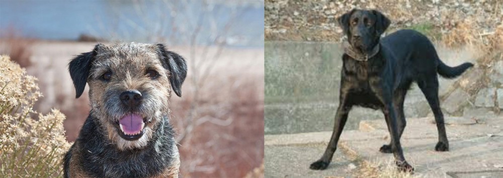 Cao de Castro Laboreiro vs Border Terrier - Breed Comparison