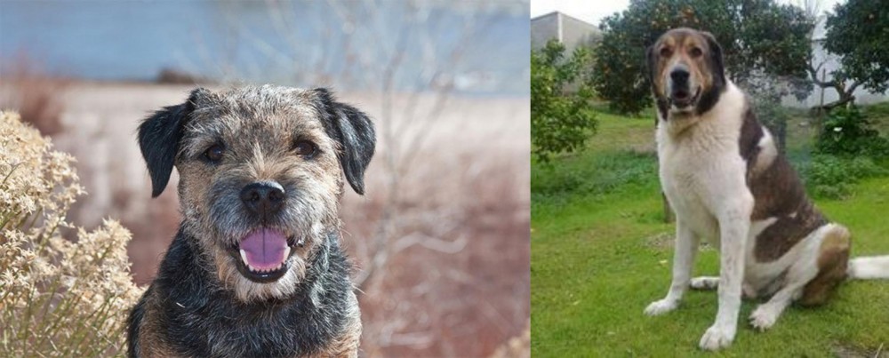 Cao de Gado Transmontano vs Border Terrier - Breed Comparison