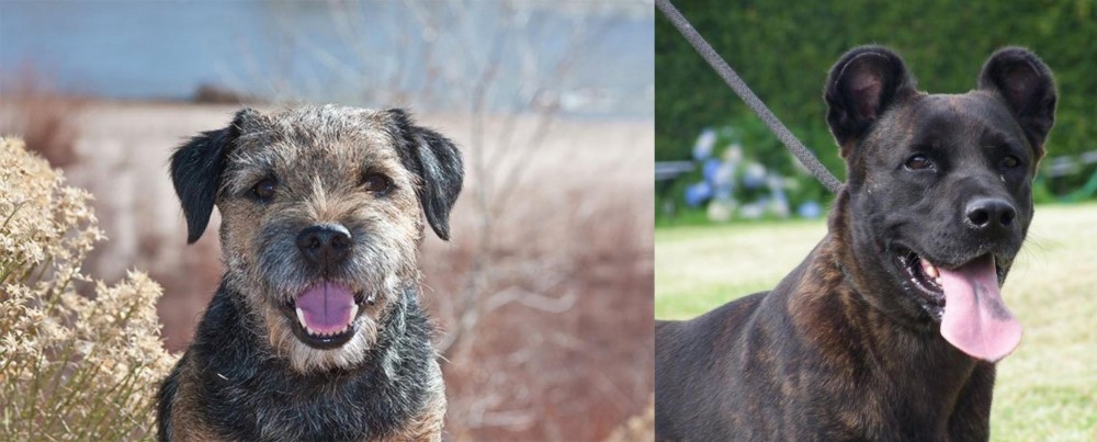 Cao Fila de Sao Miguel vs Border Terrier - Breed Comparison