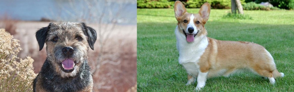 Cardigan Welsh Corgi vs Border Terrier - Breed Comparison