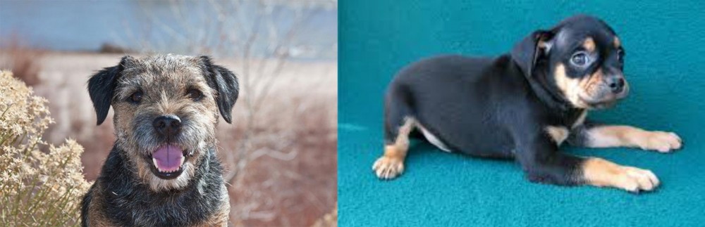 Carlin Pinscher vs Border Terrier - Breed Comparison