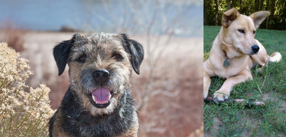 Carolina Dog vs Border Terrier - Breed Comparison