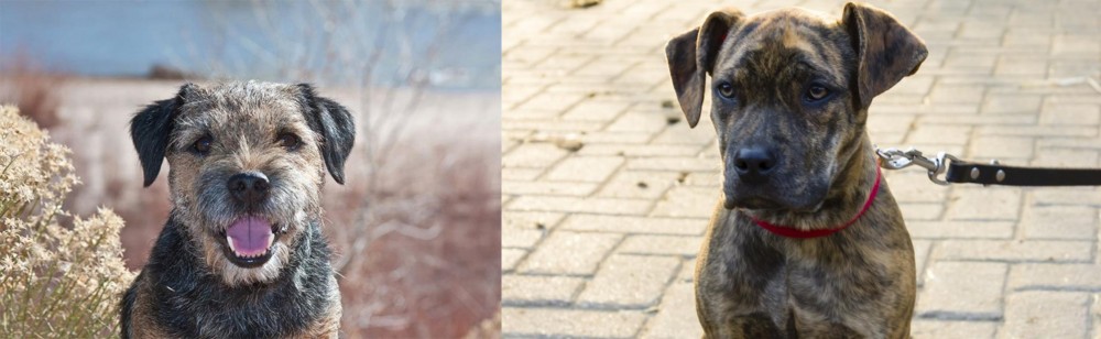 Catahoula Bulldog vs Border Terrier - Breed Comparison