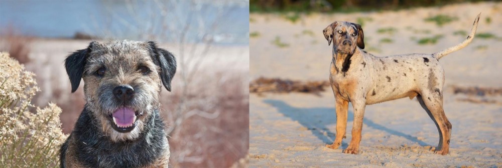 Catahoula Cur vs Border Terrier - Breed Comparison
