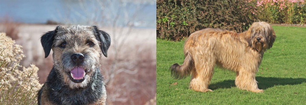 Catalan Sheepdog vs Border Terrier - Breed Comparison