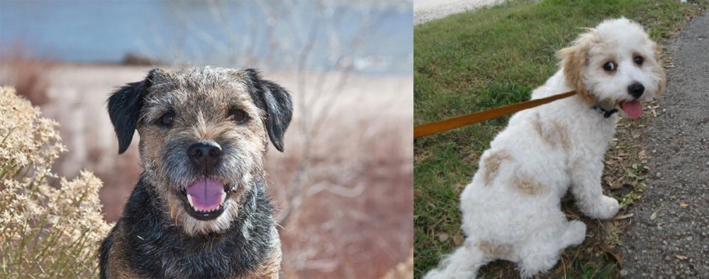 Cavachon vs Border Terrier - Breed Comparison
