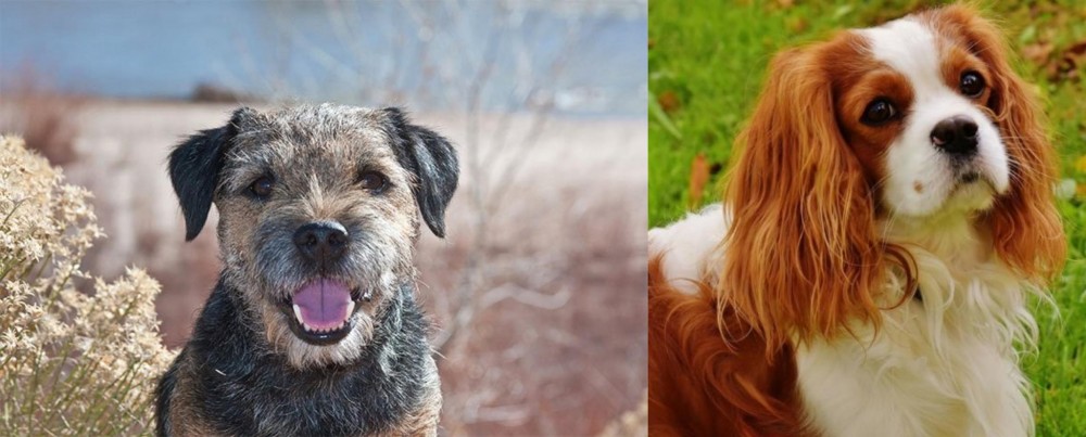 Cavalier King Charles Spaniel vs Border Terrier - Breed Comparison