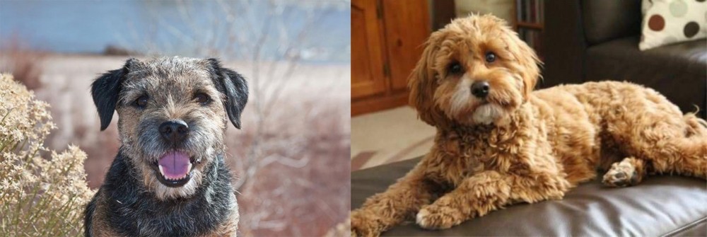 Cavapoo vs Border Terrier - Breed Comparison