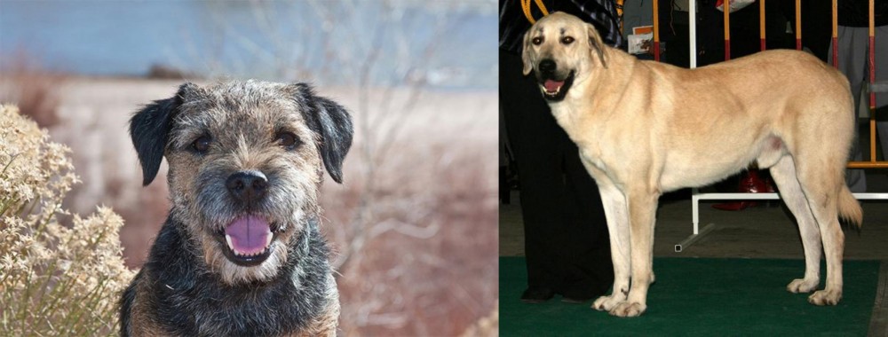 Central Anatolian Shepherd vs Border Terrier - Breed Comparison