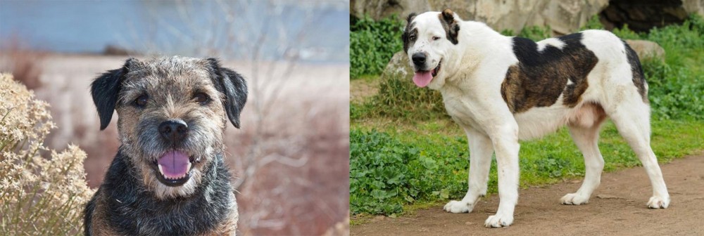 Central Asian Shepherd vs Border Terrier - Breed Comparison