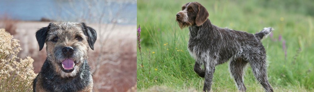 Cesky Fousek vs Border Terrier - Breed Comparison