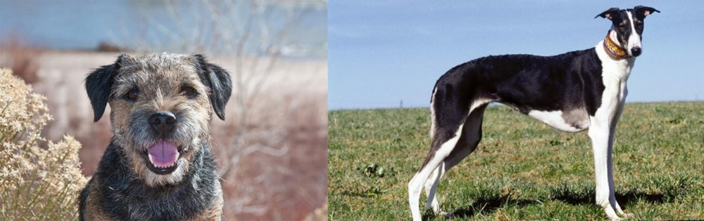 Chart Polski vs Border Terrier - Breed Comparison