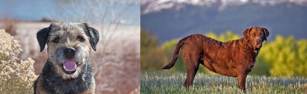 Chesapeake Bay Retriever vs Border Terrier - Breed Comparison