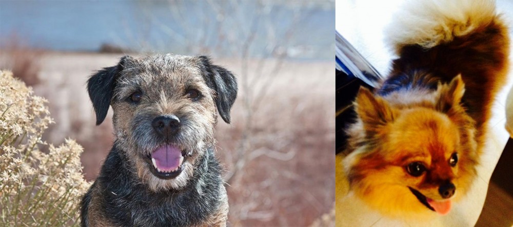 Chiapom vs Border Terrier - Breed Comparison
