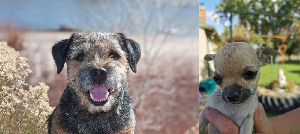 Chihuahua vs Border Terrier - Breed Comparison