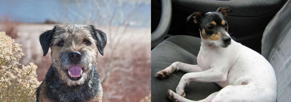 Chilean Fox Terrier vs Border Terrier - Breed Comparison
