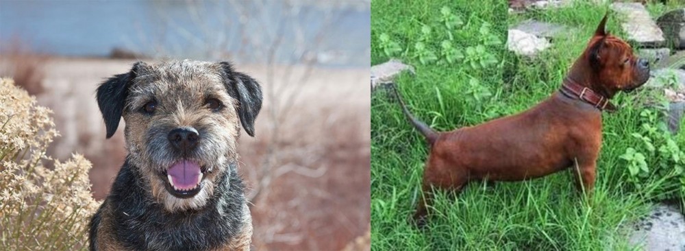 Chinese Chongqing Dog vs Border Terrier - Breed Comparison