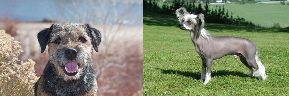 Chinese Crested Dog vs Border Terrier - Breed Comparison