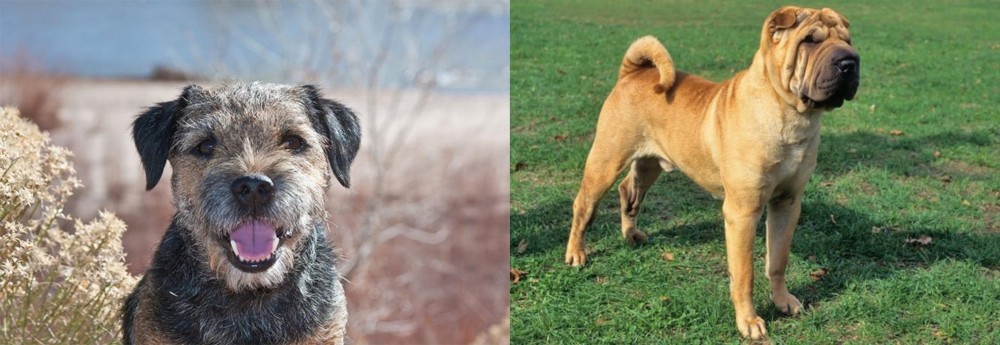 Chinese Shar Pei vs Border Terrier - Breed Comparison