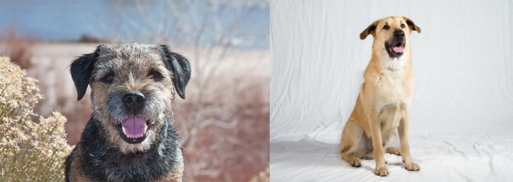 Chinook vs Border Terrier - Breed Comparison