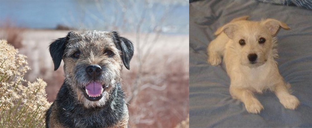 Chipoo vs Border Terrier - Breed Comparison