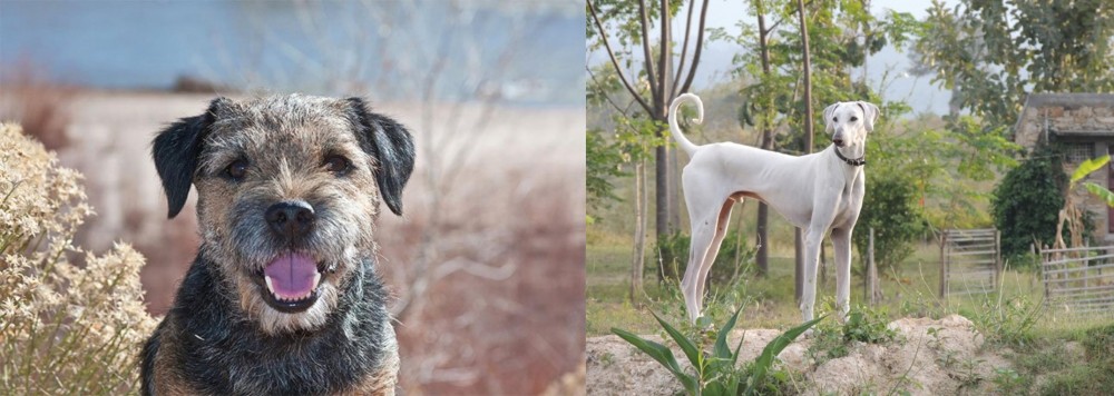 Chippiparai vs Border Terrier - Breed Comparison