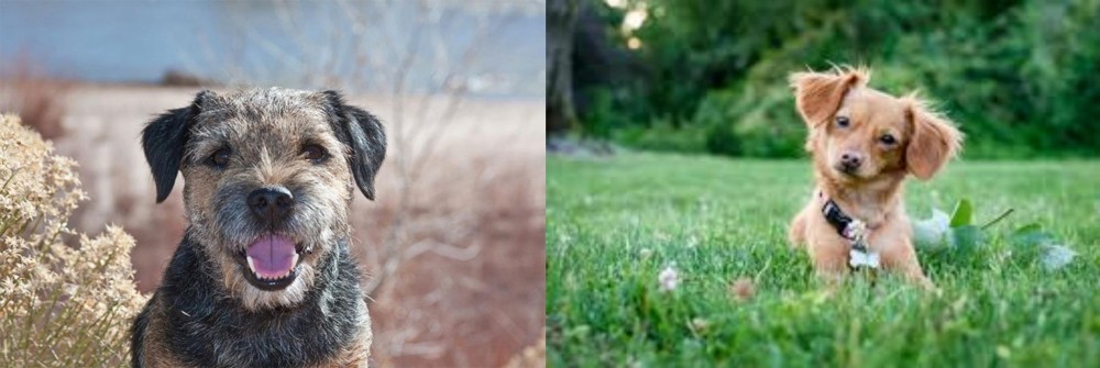 Chiweenie vs Border Terrier - Breed Comparison