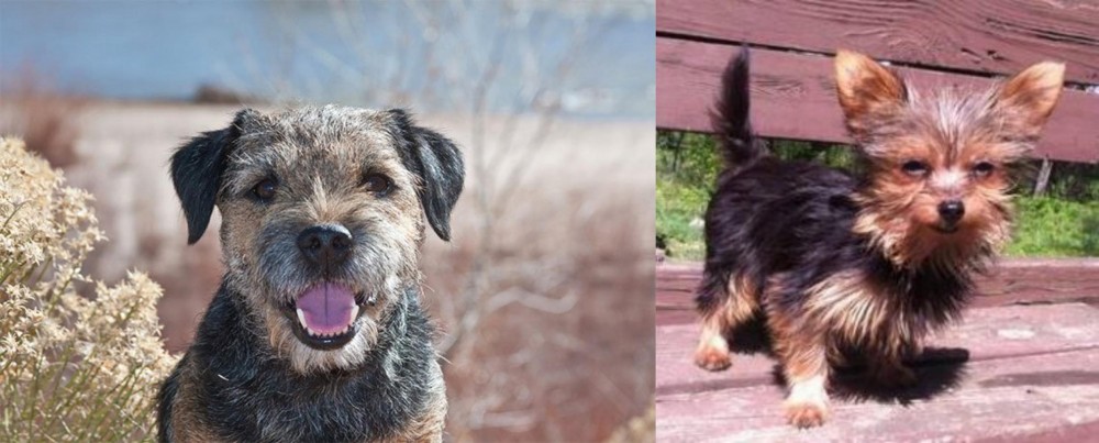 Chorkie vs Border Terrier - Breed Comparison