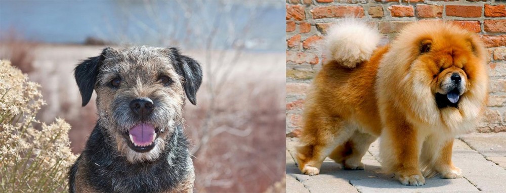 Chow Chow vs Border Terrier - Breed Comparison