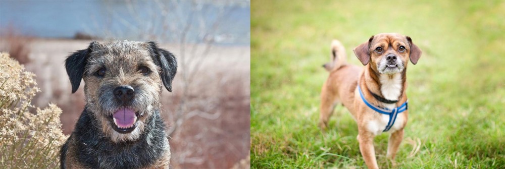 Chug vs Border Terrier - Breed Comparison