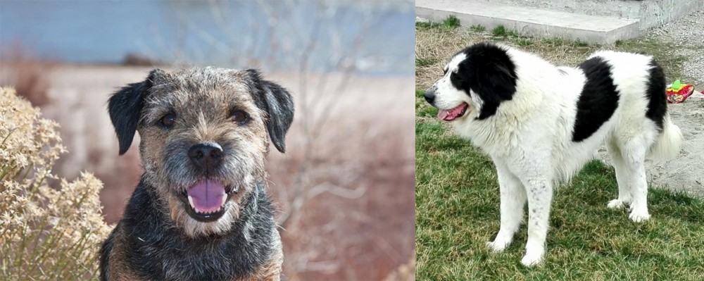 Ciobanesc de Bucovina vs Border Terrier - Breed Comparison