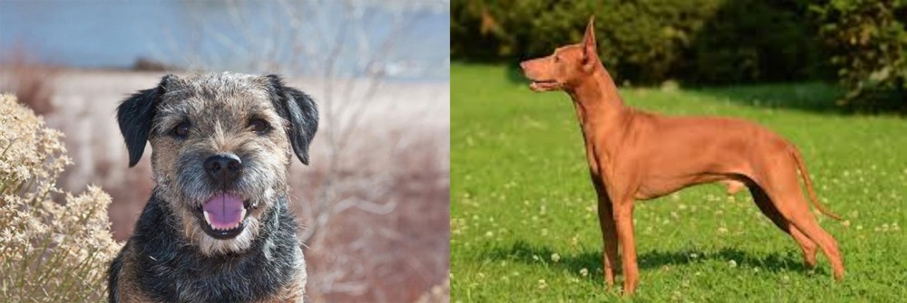 Cirneco dell'Etna vs Border Terrier - Breed Comparison