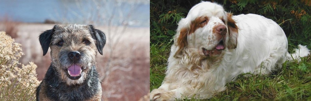 Clumber Spaniel vs Border Terrier - Breed Comparison