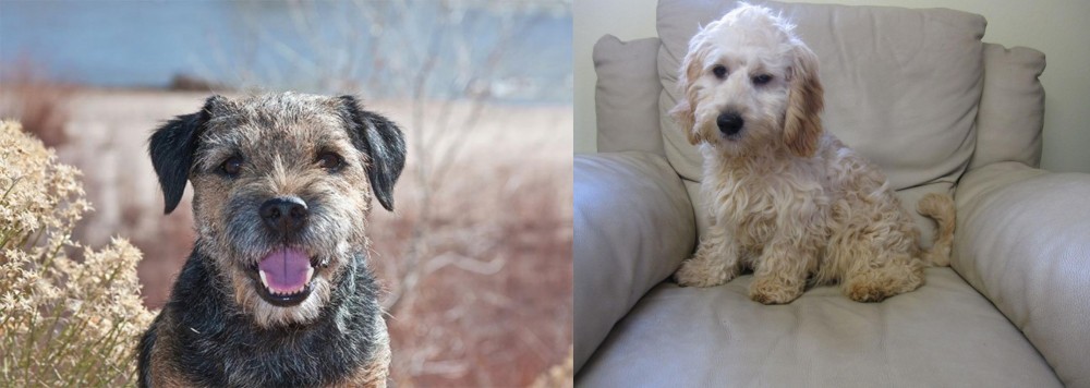 Cockachon vs Border Terrier - Breed Comparison