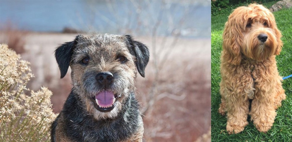 Cockapoo vs Border Terrier - Breed Comparison