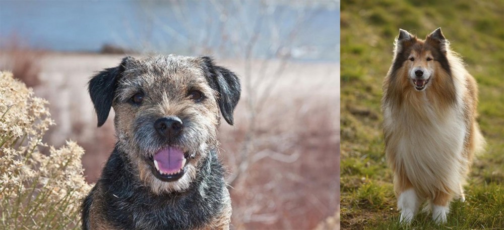 Collie vs Border Terrier - Breed Comparison