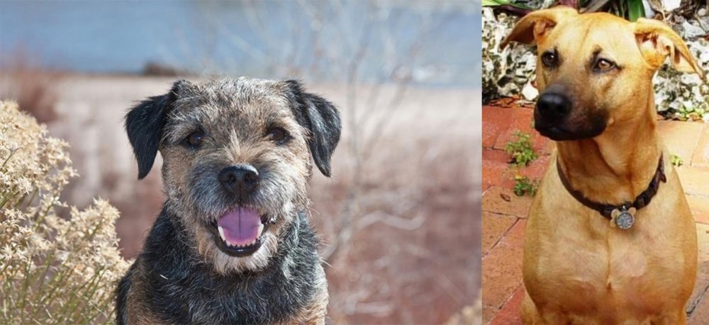 Combai vs Border Terrier - Breed Comparison