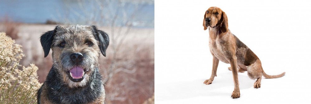 Coonhound vs Border Terrier - Breed Comparison
