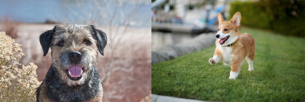 Corgi vs Border Terrier - Breed Comparison