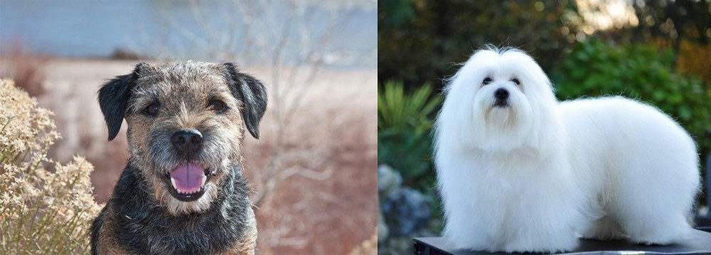 Coton De Tulear vs Border Terrier - Breed Comparison