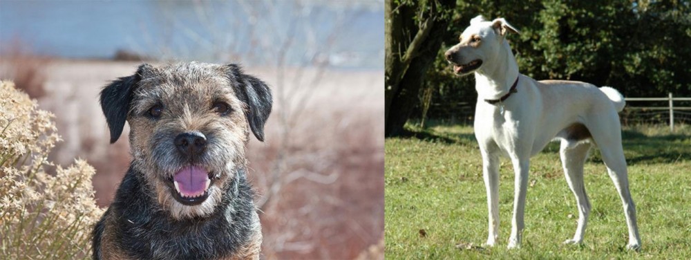 Cretan Hound vs Border Terrier - Breed Comparison